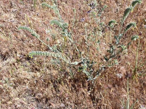 Green fiddleneck (Amsinckia vernicosa)