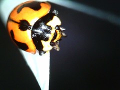 Coccinella transversalis