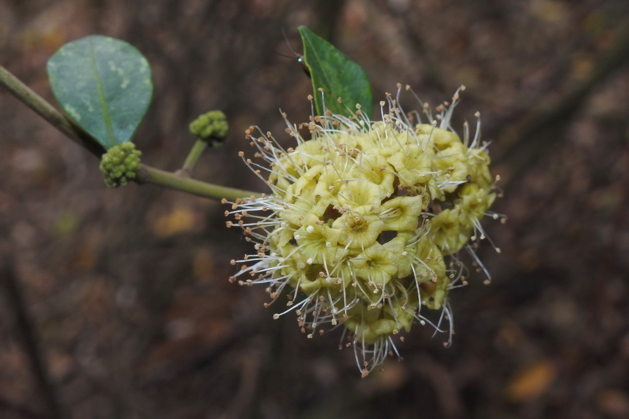 Pisonia