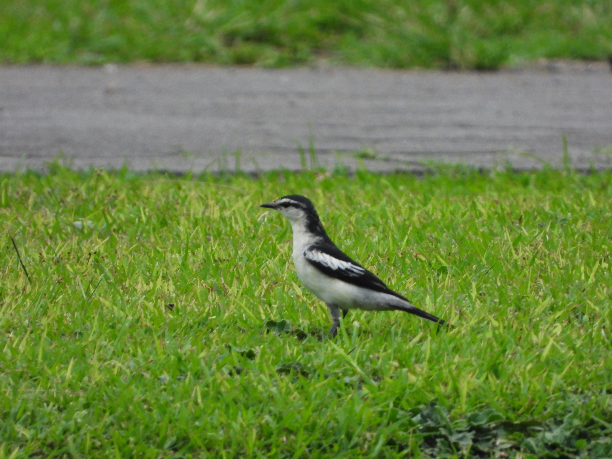 Pied Triller (Lalage nigra), photo 4