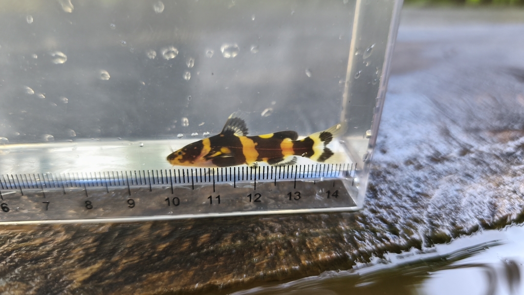 Dwarf Bumblebee Catfish
