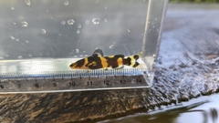 Dwarf Bumblebee Catfish photo 1