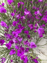 Amphithalea biovulata