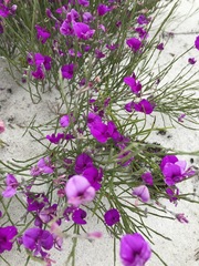 Amphithalea biovulata