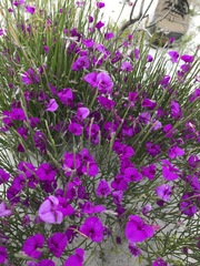 Amphithalea biovulata