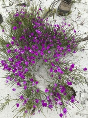 Amphithalea biovulata