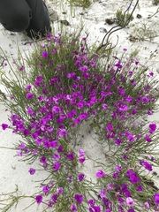 Amphithalea biovulata