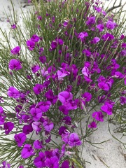 Amphithalea biovulata