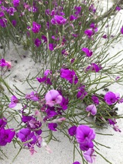 Amphithalea biovulata