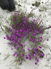 Amphithalea biovulata