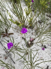 Amphithalea biovulata