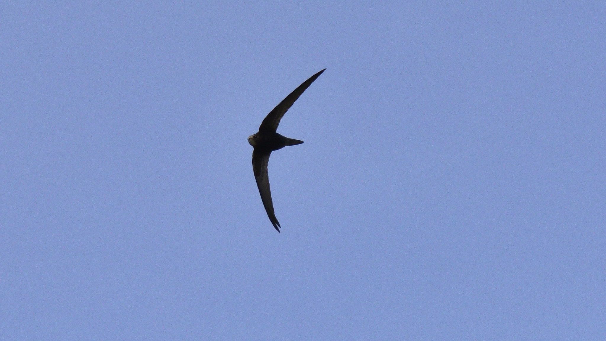 Apus apus (Linnaeus, 1758)