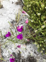 Amphithalea biovulata