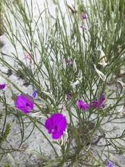 Amphithalea biovulata