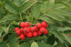 Sorbus sambucifolia