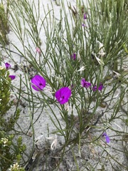 Amphithalea biovulata