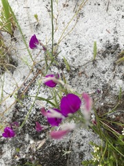 Amphithalea biovulata