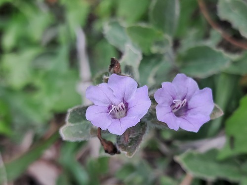 White Veld Violet