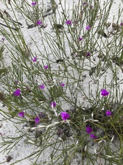 Amphithalea biovulata