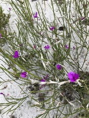 Amphithalea biovulata