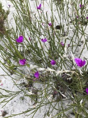 Amphithalea biovulata