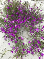 Amphithalea biovulata