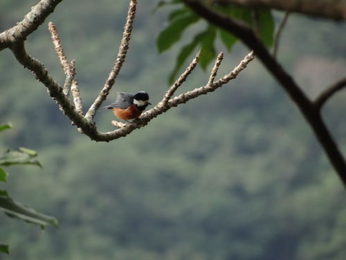 Chestnut-bellied Tit (Sittiparus castaneoventris), photo 6
