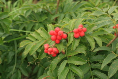 Sorbus sambucifolia