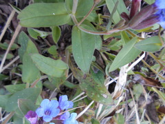Pulmonaria hirta