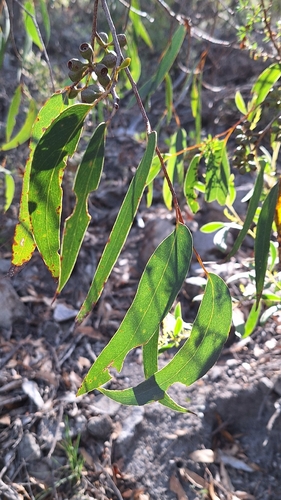 Messmate Stringybark (Eucalyptus obliqua)