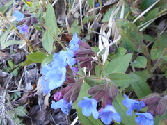 Pulmonaria hirta