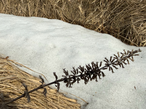 Thyme-leaf Dragon-head (Dracocephalum thymiflorum)