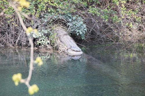 Trachemys scripta