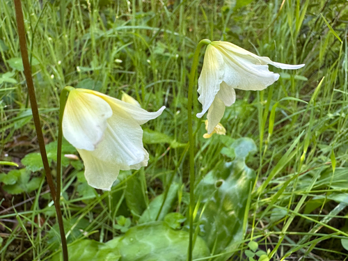 California Fawn Lily (Erythronium californicum)