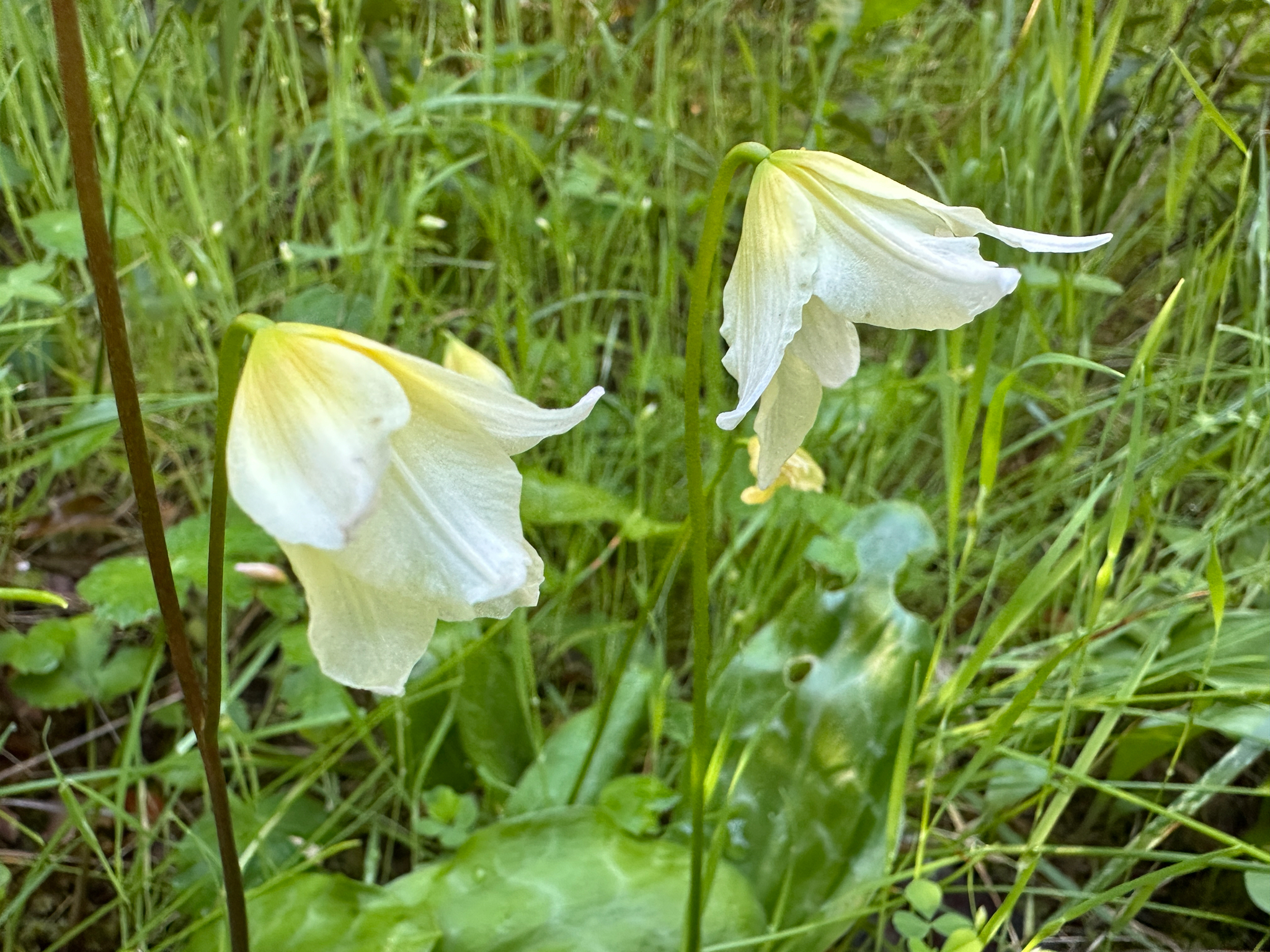 California Fawn Lily (Erythronium californicum)