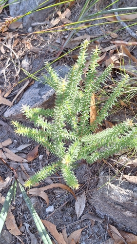 Mount Lofty Ground-berry (Acrotriche fasciculiflora)