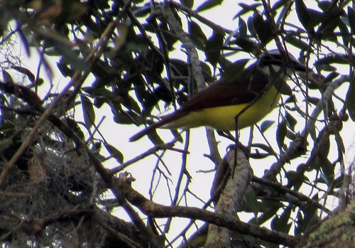 Great Kiskadee, Bear Island Wildlife Management Area, South Carolina, USA, photo 9 of 10