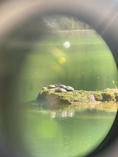 Trachemys scripta