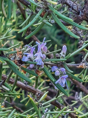 Avistamiento Salvia rosmarinus