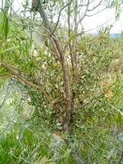 Viscum rotundifolium