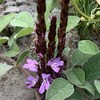Cowpea Witchweed - Photo (c) Riana Fourie, some rights reserved (CC BY-NC), uploaded by Riana Fourie