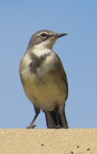 iNaturalist: (c) christine_scott, some rights reserved (CC BY-NC), uploaded by christine_scott iNaturalist image