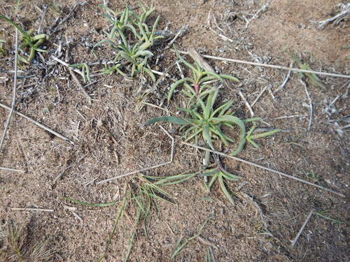 Cephalophyllum diversiphyllum