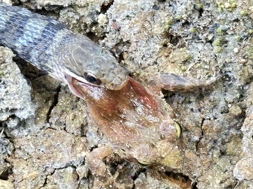 Spotted Water Snake