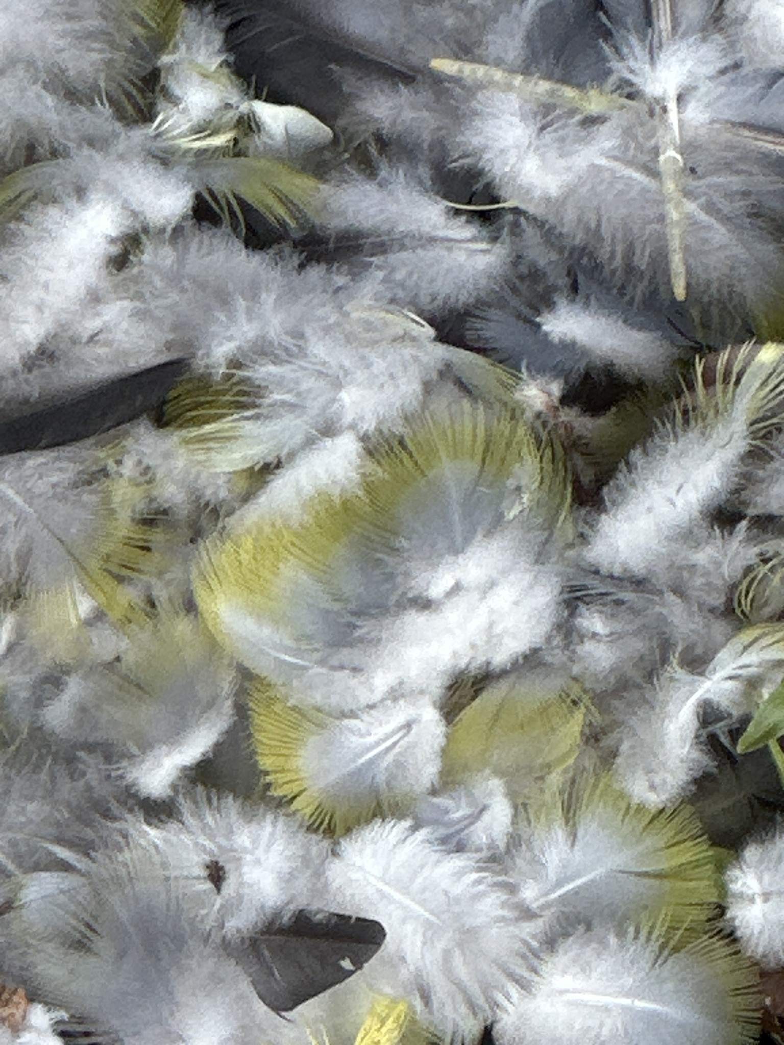 Philippine Green Pigeon (Treron axillaris), photo 4