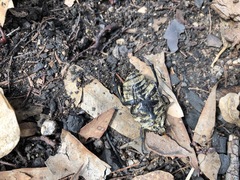 Trichaulax philipsii