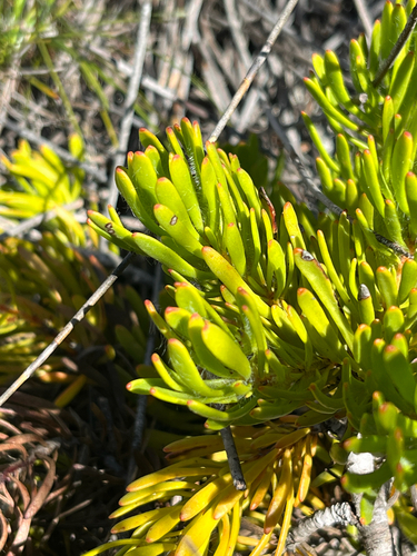 Leucadendron muirii, photograph 5