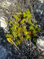 Leucadendron muirii, photograph (c) Dave U, some rights reserved (CC BY-SA)