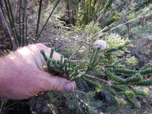Heart Buchu (Agathosma muirii)