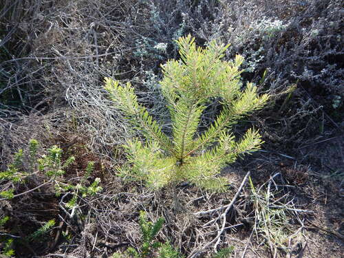 Hairless Conebush (Leucadendron galpinii)